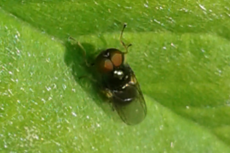 Stratiomyidae : Microchrysa cfr. polita, maschio